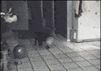 啊发生了什么我球呢