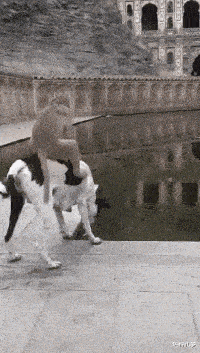 狗子也无可奈何了，哈哈哈哈