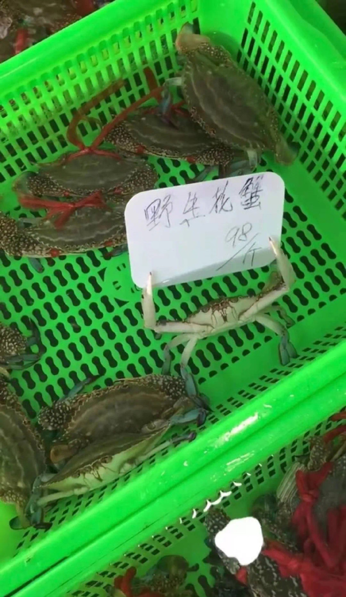 蟹力资源总监