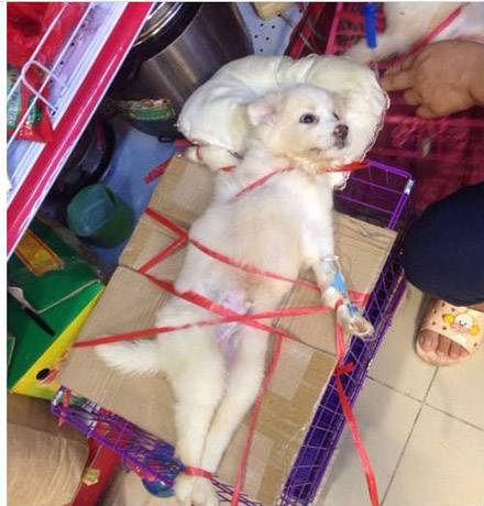 小狗狗悲剧了