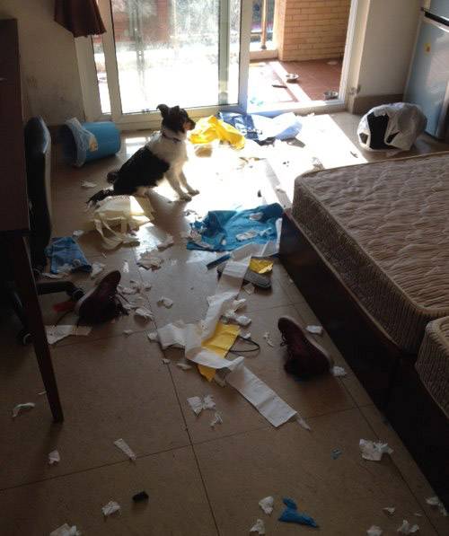 主人，这不是我干的