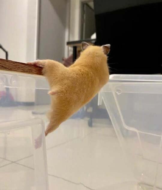 你站在此处不要动,我去给你买个橘子