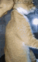 好久没见到真猫抓老鼠了！