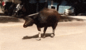 一头学猫步的哞~