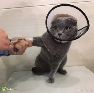 被这样无辜的眼神看着，都不敢把喵喵弄疼了