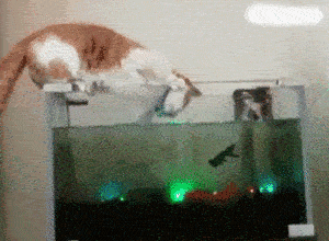 这猫估计不能养了