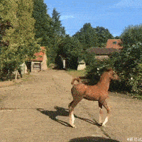 马术比赛的好苗子啊