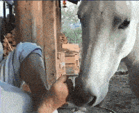 这味道真是太大了,白马都受不了呢。