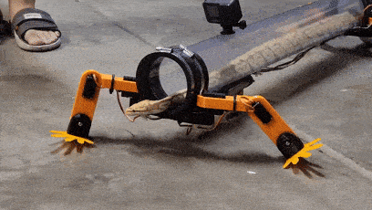 专门给蛇设计了一组机械腿而且真的能走