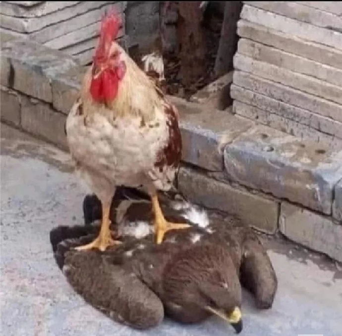 这种生物人类是怎么驯服的