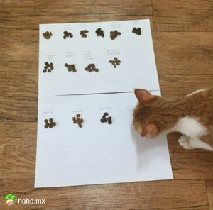 主人想让猫咪自己选喜欢的猫粮。。。结果。。。