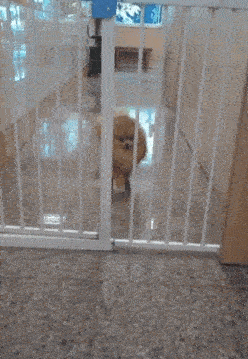 不出去不是因为出不去，而是出去了没人给它铲屎。 铲屎的你不要不信，你看，它这就出给你看看。