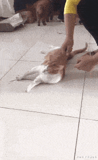 这应该是只演的最像孙悟空的猫！