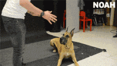 给狗狗做魔术,是会有被吓着的