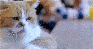 饱经沧桑的某喵星人