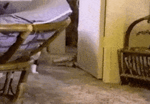 养狗你可以遛狗,但是养猫………