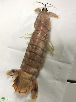 你们那儿叫这个虾叫什么?(我叫PP虾)