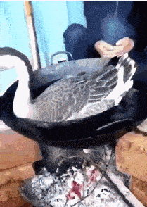 铁锅炖大鹅