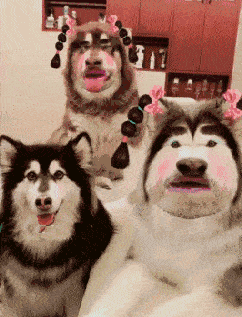 给狗子加上美颜，这么看着那么像如花。