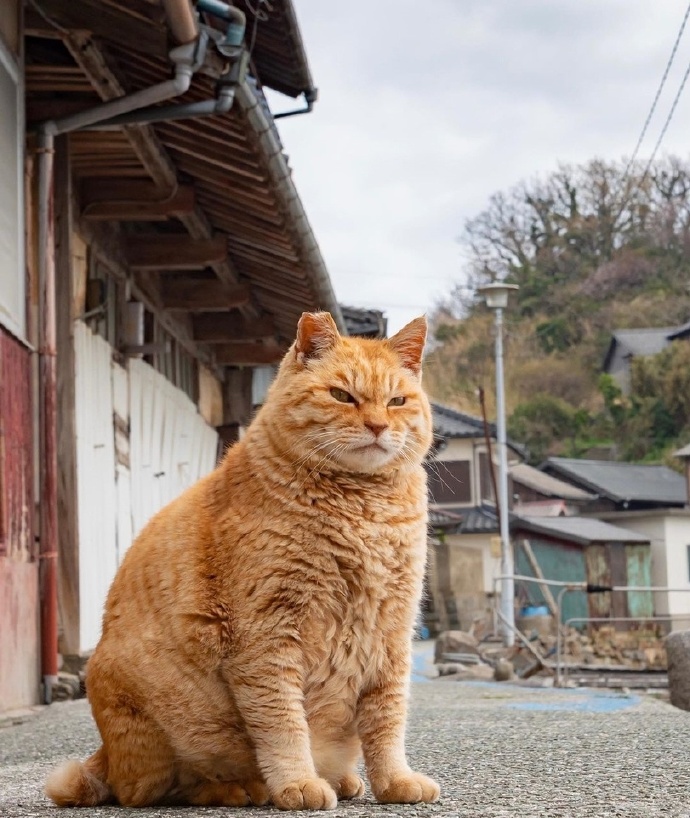 蛋丟山河在，城春草木深