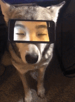 这个毫无违和感的眼神,我也是醉了