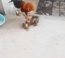 你这个狗子，竟然还打不过一只公鸡，你也太无能了吧！