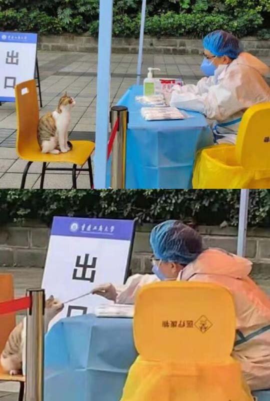 猫猫:忘记变了,不好意思
