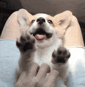 才周四而已,感觉需要含服一点柯基的微笑才能扛得下去惹 ~~