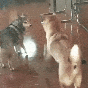 柴犬的世界永远不会懂！！！