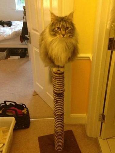 开挂了的猫