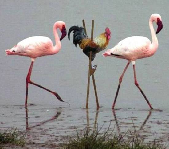 爷教你怎么滥竽充数