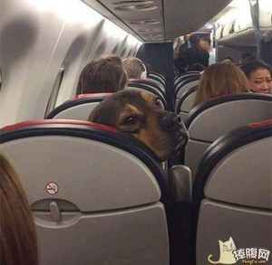 能让您孩子别老踢我座位吗