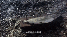 水可载舟，亦可去鳞