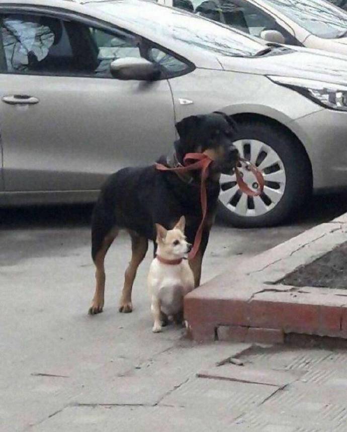 狗都知道遛狗要牵绳