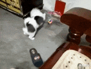 成精的狗子，你这是在拜什么呢