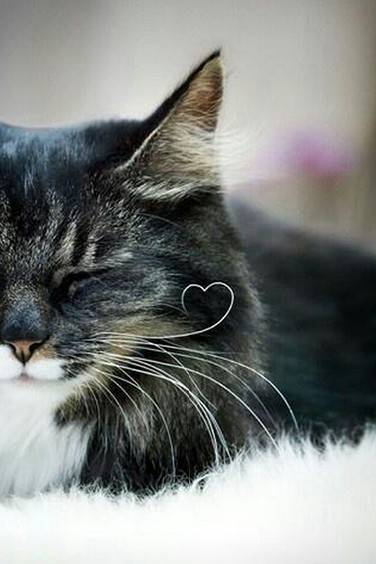 喵须也可以这么萌