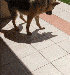 这条狗不知道是会玩还是真傻