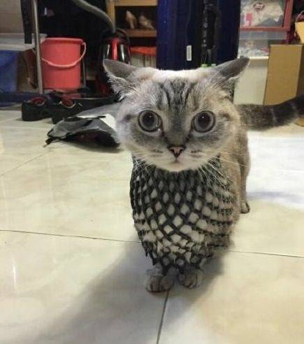 其实，我是一只猫头鹰