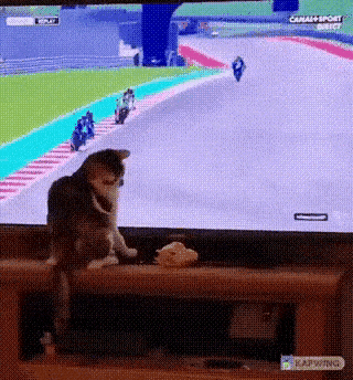 猫:你在作弊