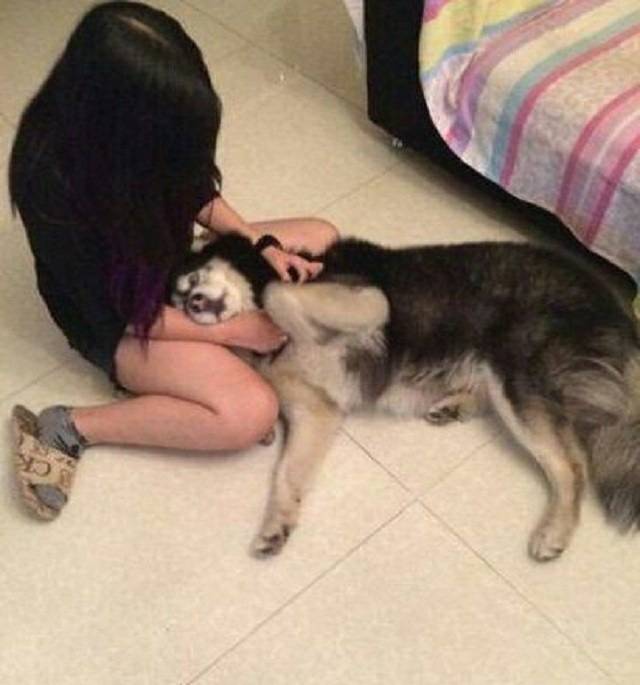 这是一只不正经的二哈,竟然这样偷懒睡觉