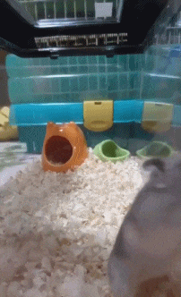 自从拿走小仓鼠的跑轮后...