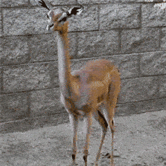 本来以为咀嚼就很魔性了,没想到下咽更厉害