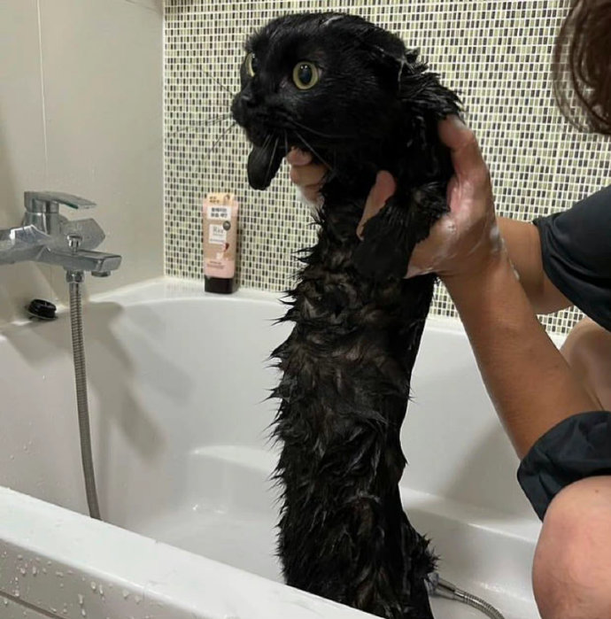 喵喵恢复原形！