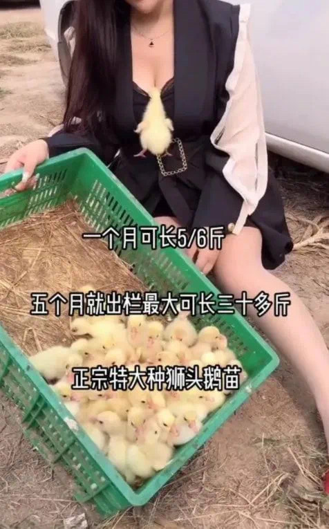 原来鹅也是哺乳动物