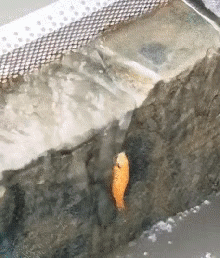 鱼跃龙门!!!