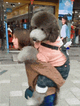 谁说泰迪都是小巧可爱的，这货为什么越养越大？