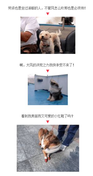 汪星人:大风吹不走我的红色高跟鞋