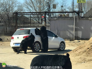 希望人能懂点事,熊没事就行!