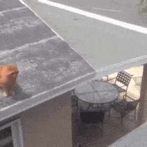 喵星人惊人的弹跳力！