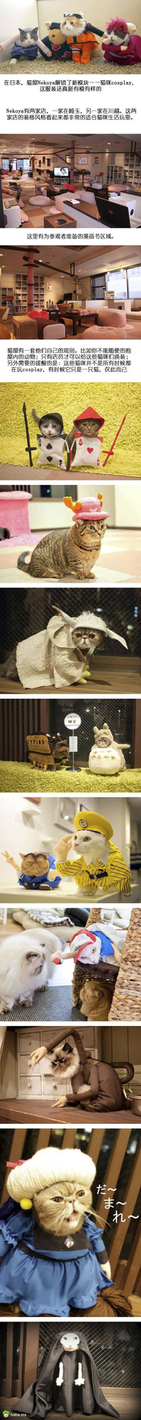喵星人也玩起了cosplay？COS龙猫那个好萌，还有最后的无脸男。。